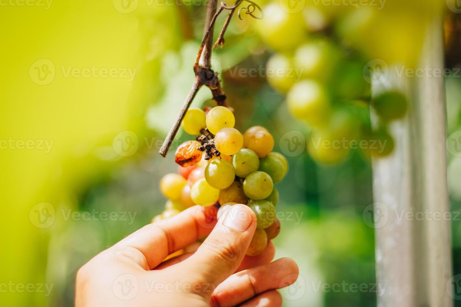 portrait of grapes with blurred background of leaves photo