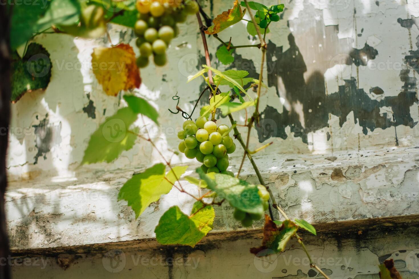 portrait of grapes with blurred background of leaves photo