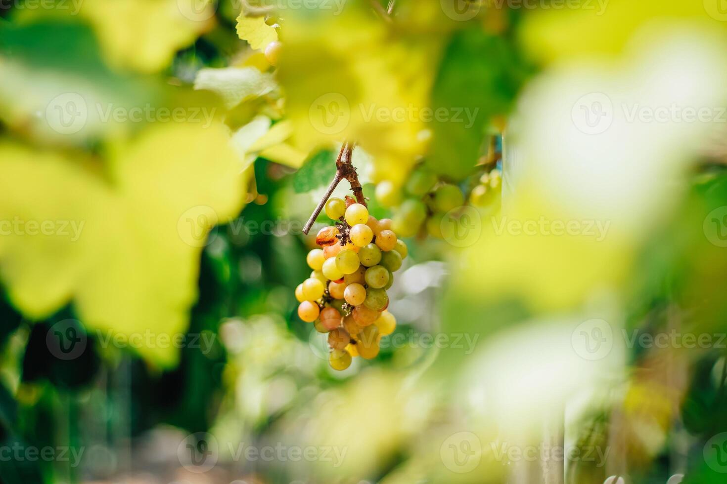 portrait of grapes with blurred background of leaves photo