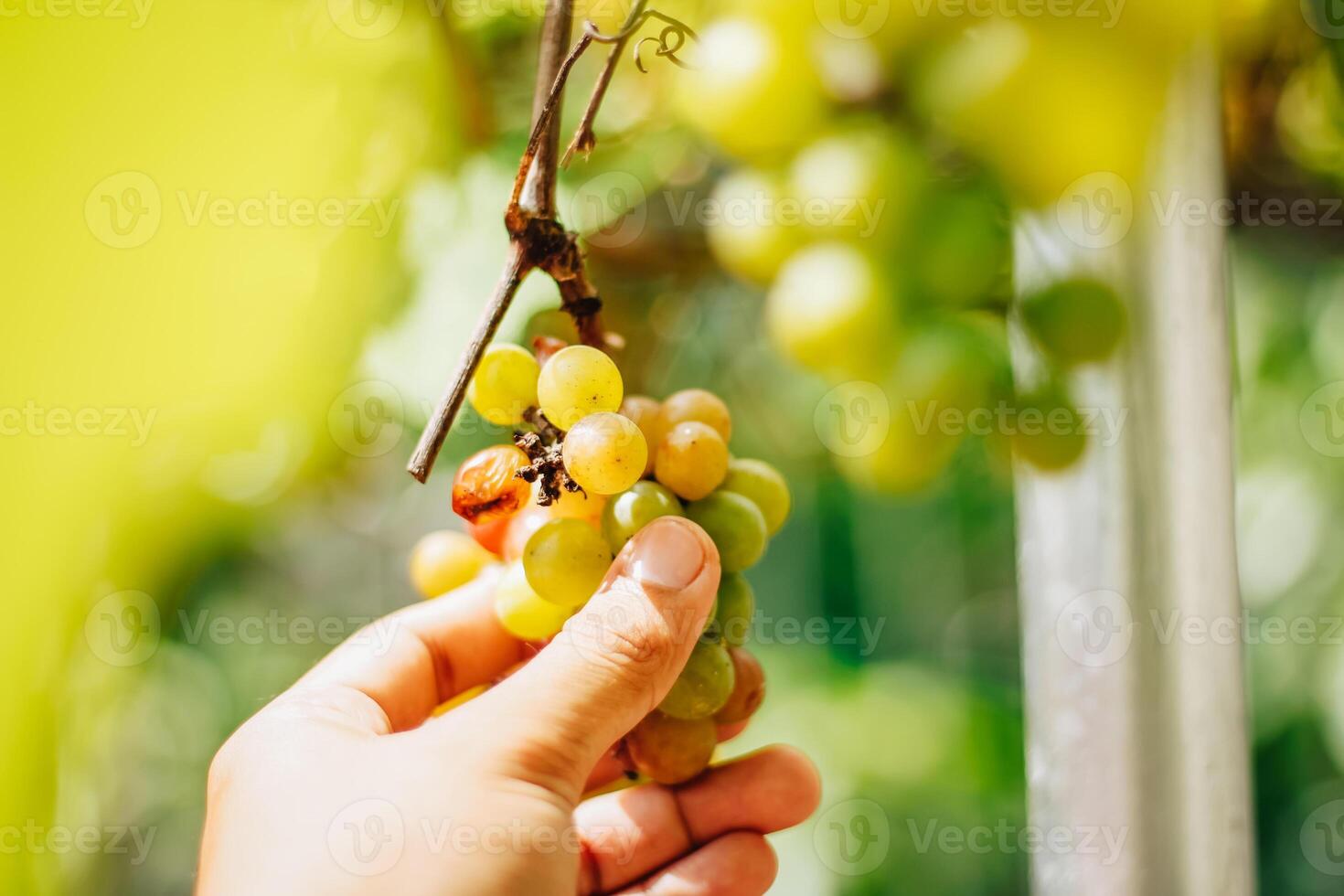 portrait of grapes with blurred background of leaves photo
