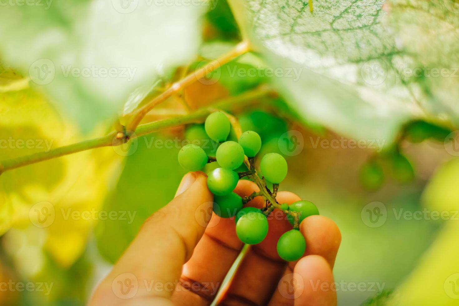 portrait of grapes with blurred background of leaves photo