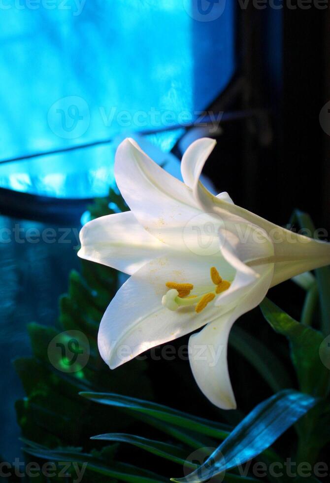 etéreo blanco Pascua de Resurrección lirio en frente de un manchado vaso ventana foto