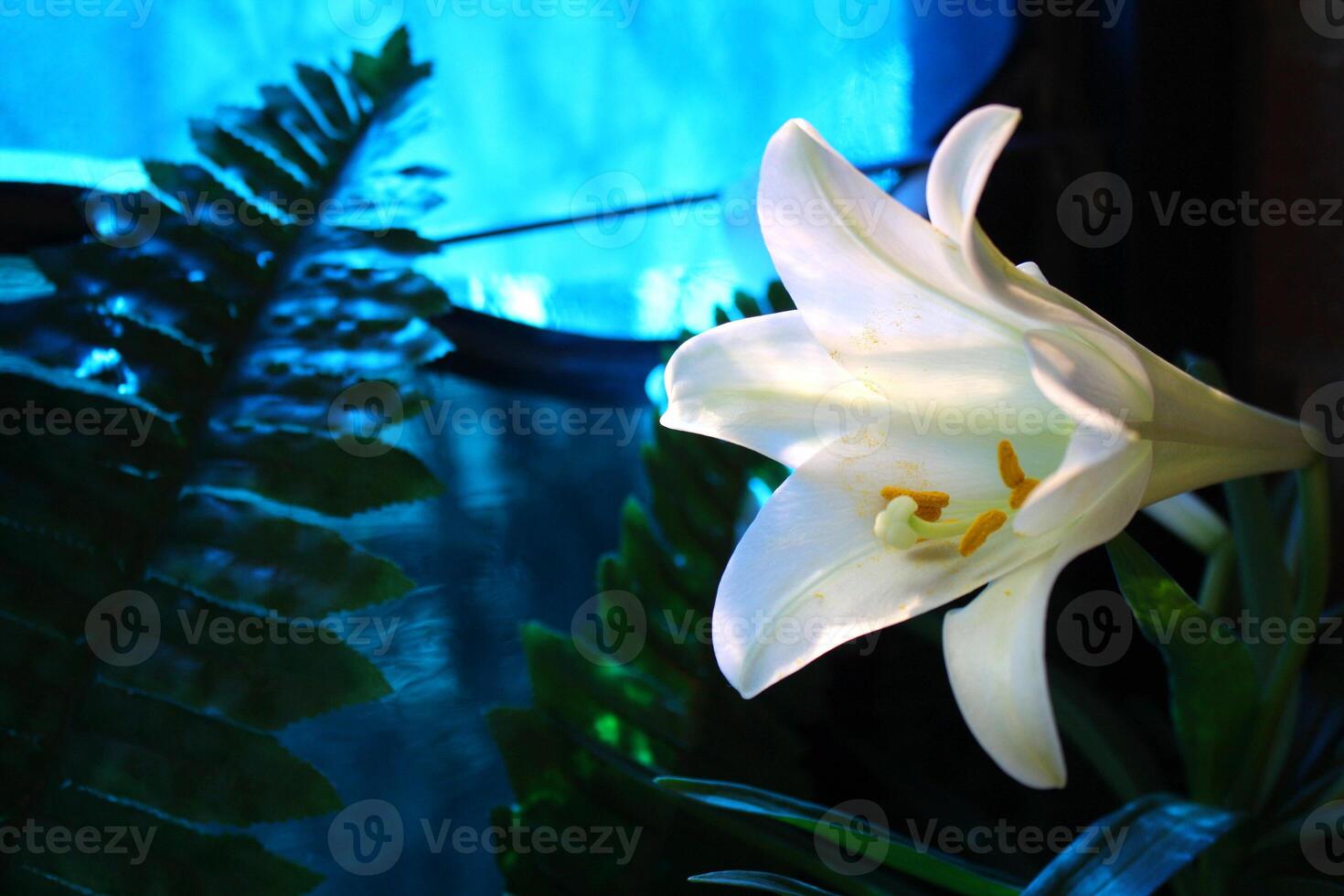 Beautiful White Easter Lily by a Stained Glass Church Window photo