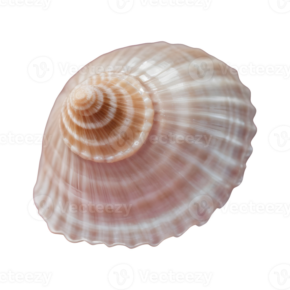 AI generated Macro shot of a transparent background showcasing an unusual seashell isolated png