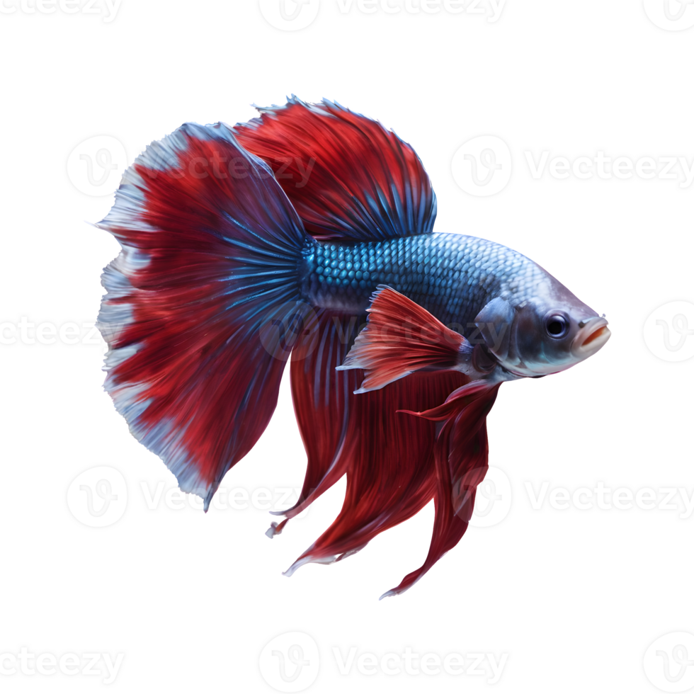 AI generated transparent background image of betta fish isolated png