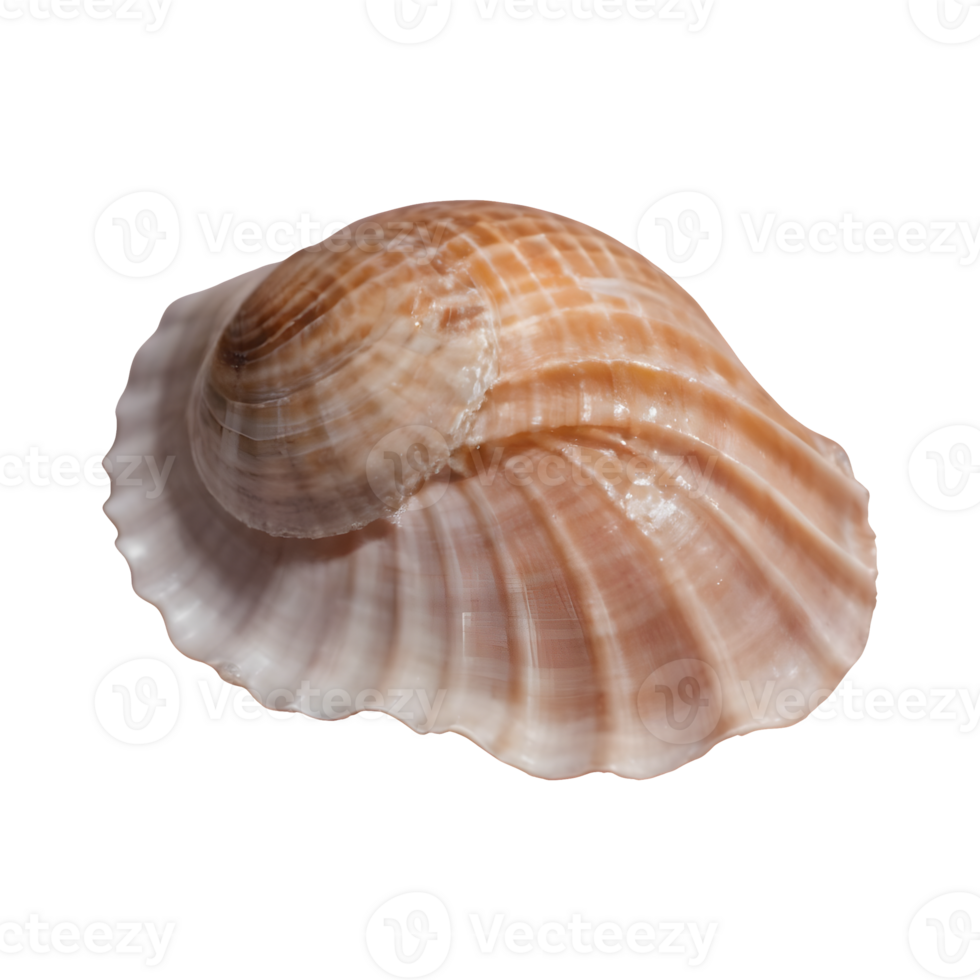 AI generated Macro shot of a transparent background showcasing an unusual seashell isolated png