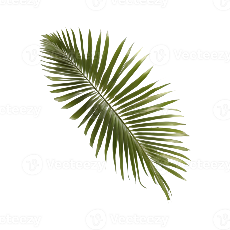 AI generated coconut palm tree leaf on transparent background isolated png