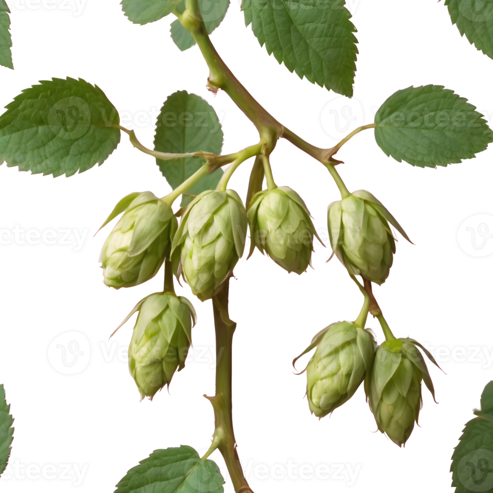 AI generated Hop buds and foliage isolated png