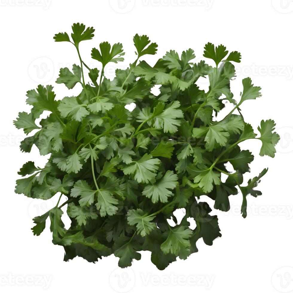 AI generated Fresh coriander leaves on transparent background isolated png