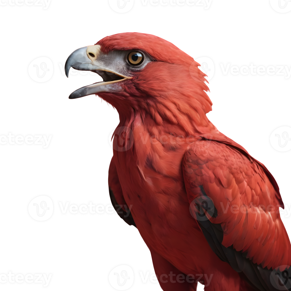 AI generated A picture of a crimson bird of prey isolated png