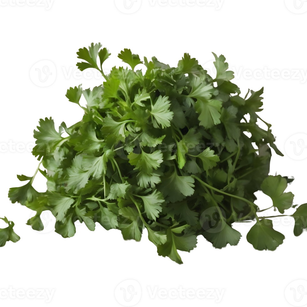 AI generated Fresh coriander leaves on transparent background isolated png
