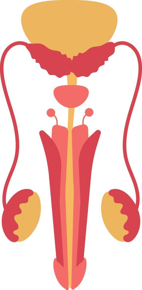 Parts of a Human Male Reproductive System Hand Drawn Illustration vector