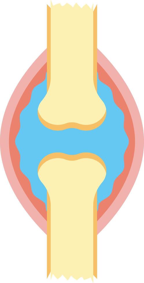 Human Knee Structure. Simple Diagram Illustration vector