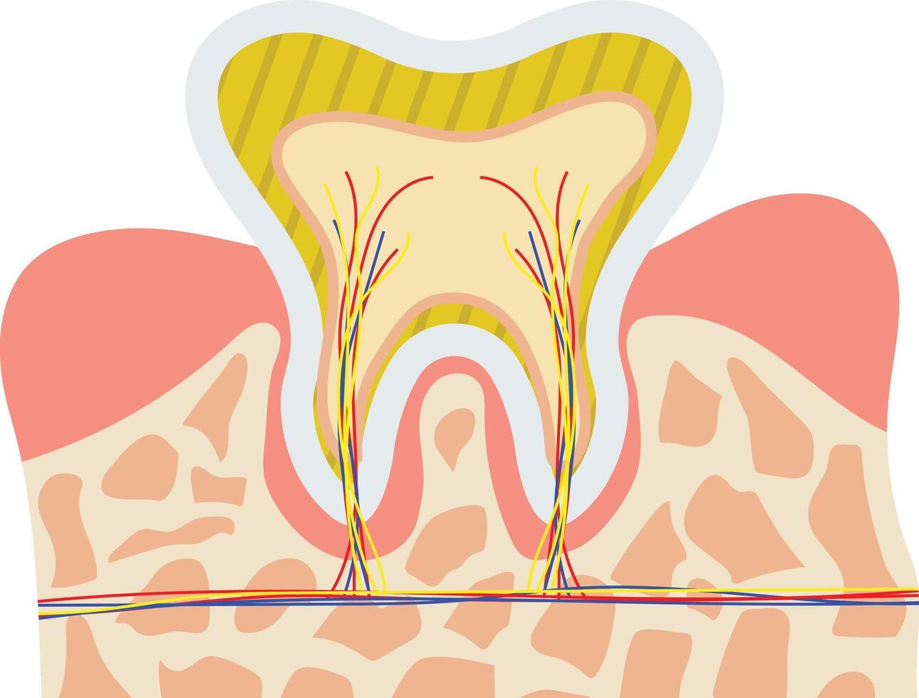 partes de un humano diente mano dibujado ilustración vector