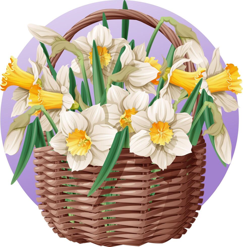 cesta con primavera flores en aislado antecedentes. vector ilustración de un ramo de flores de narcisos en un mimbre cesta. regalo para De las mujeres día, de la madre día, etc.
