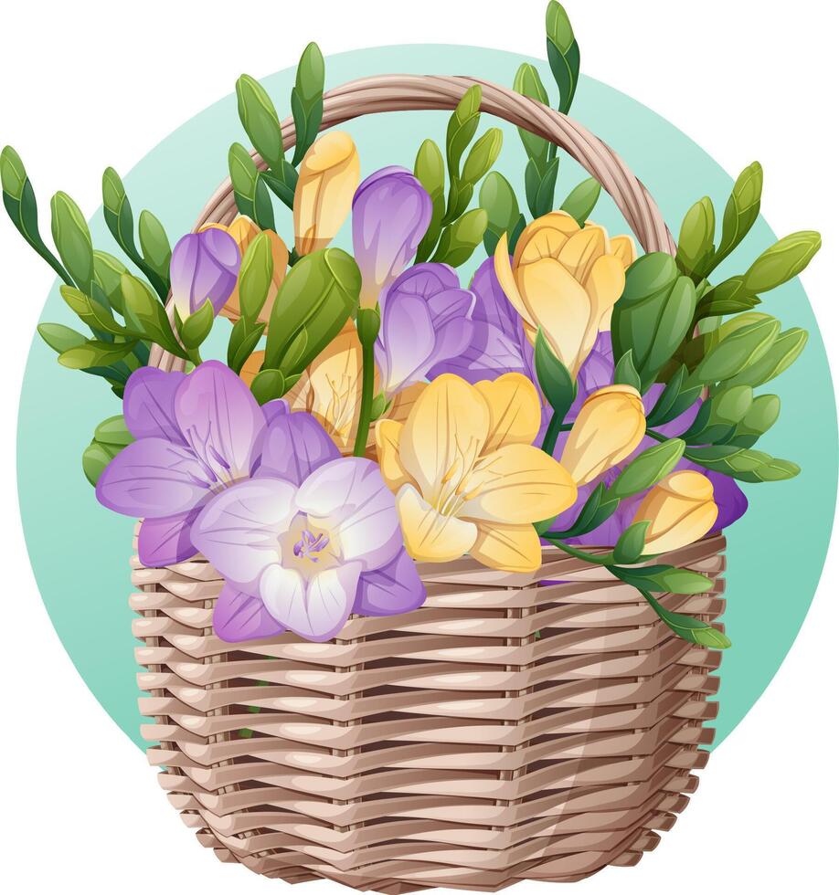 Basket with spring flowers on isolated background. Vector illustration of a freesia bouquet in a wicker basket. Gift for Women's Day, Mother's Day, etc.