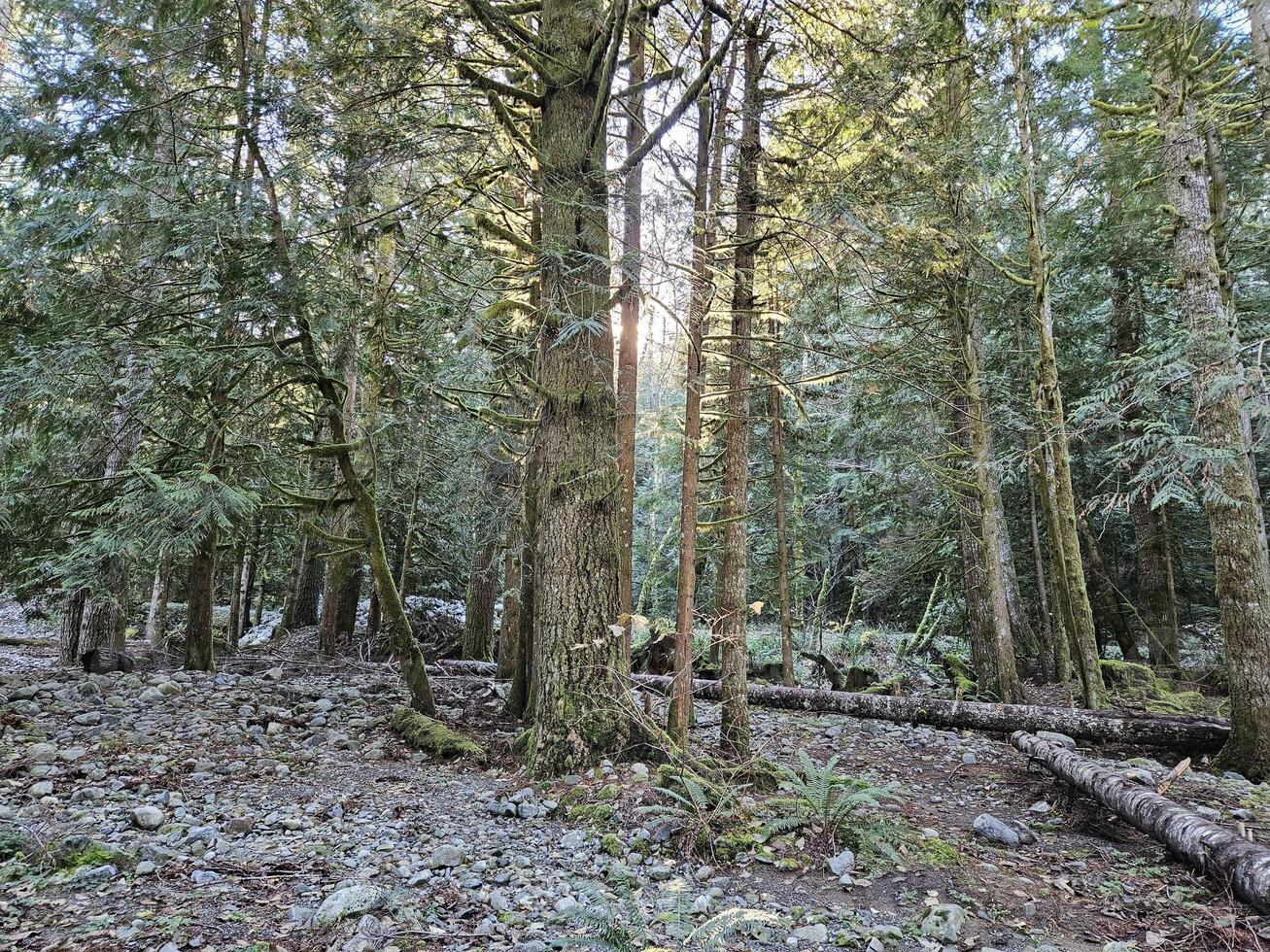 Rays of sunshine passing through tall trees in evergreen forests of Washington state park photo