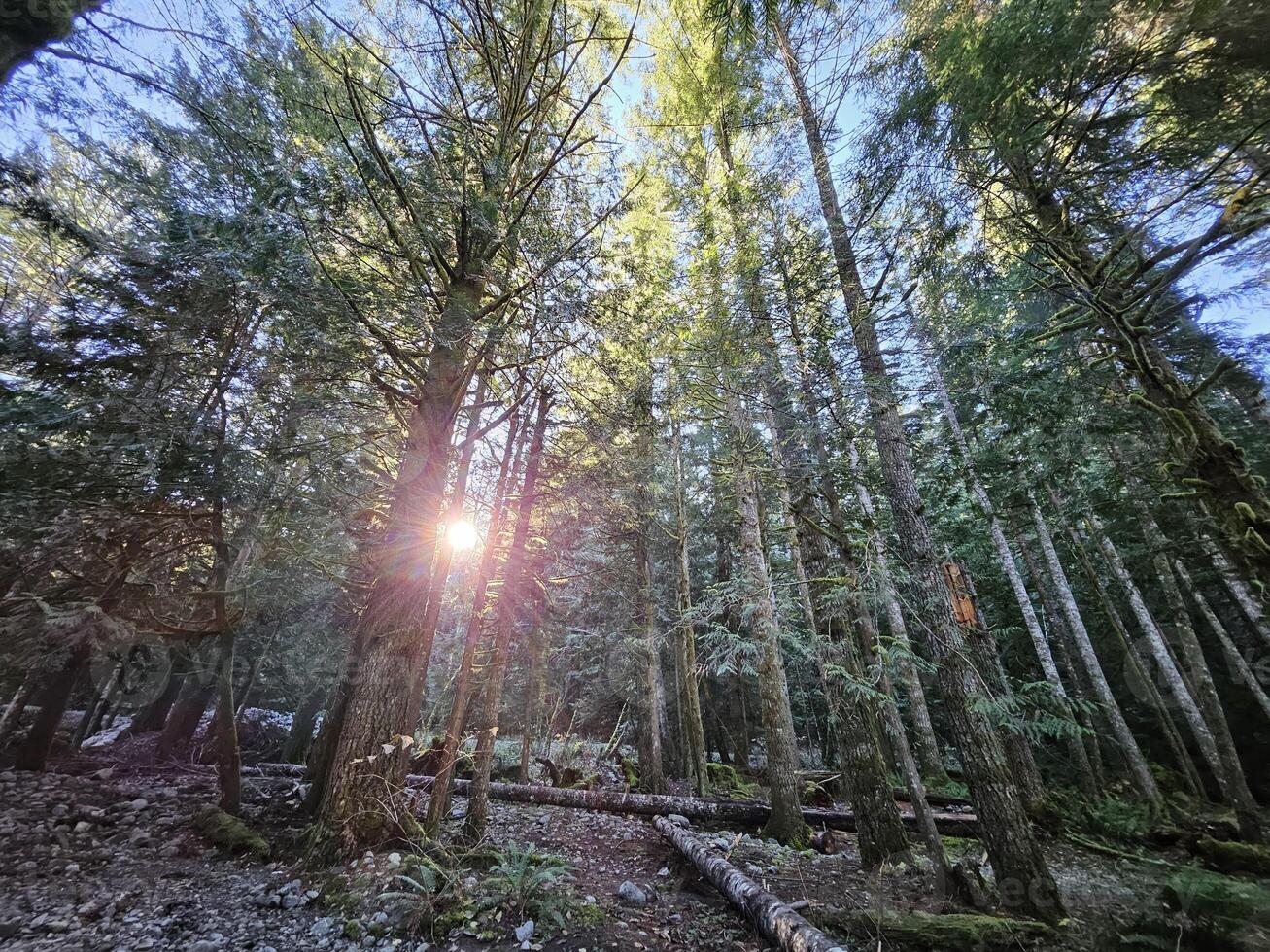 Rays of sunshine passing through tall trees in evergreen forests of Washington state park photo