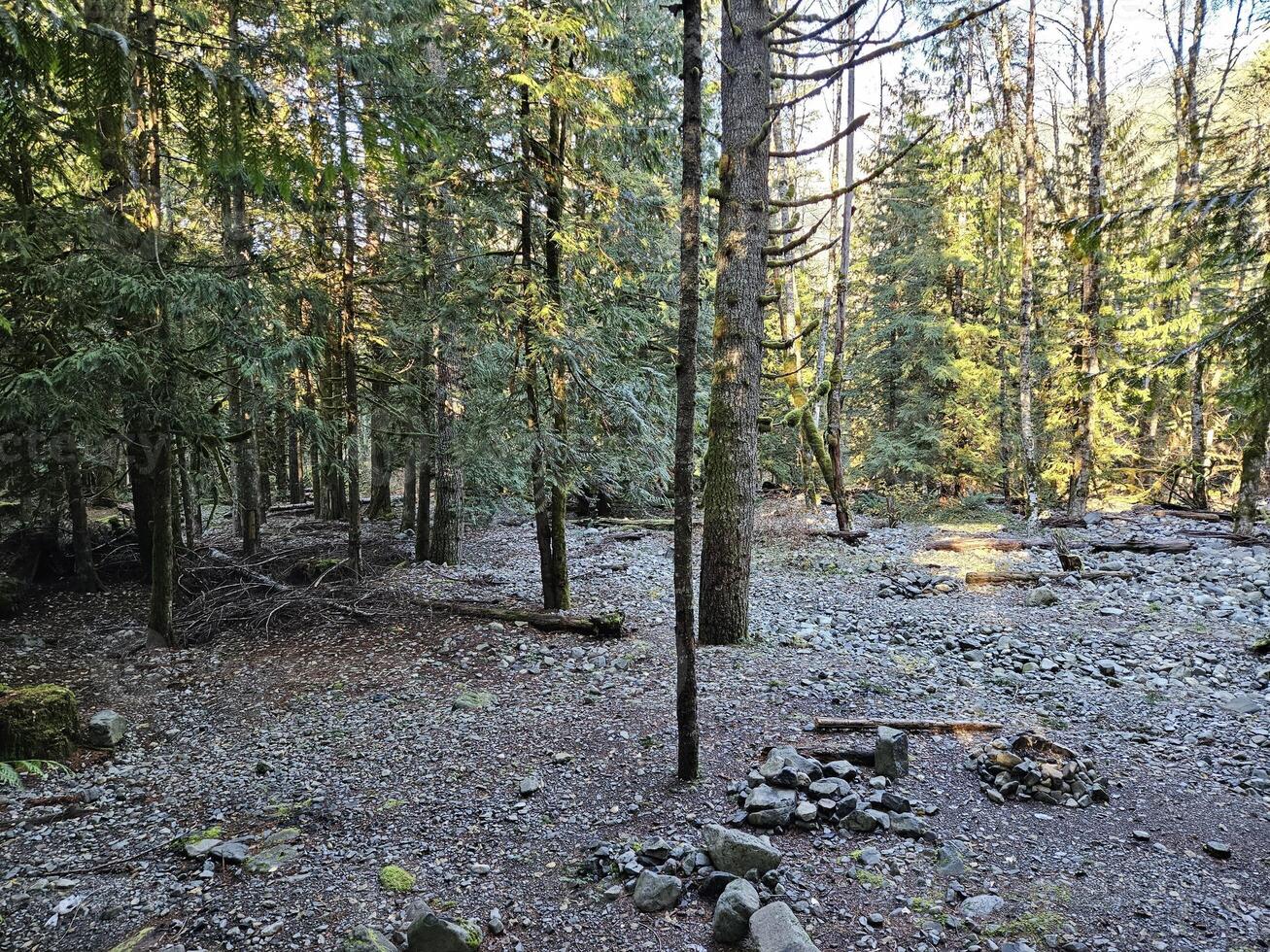 Rays of sunshine passing through tall trees in evergreen forests of Washington state park photo