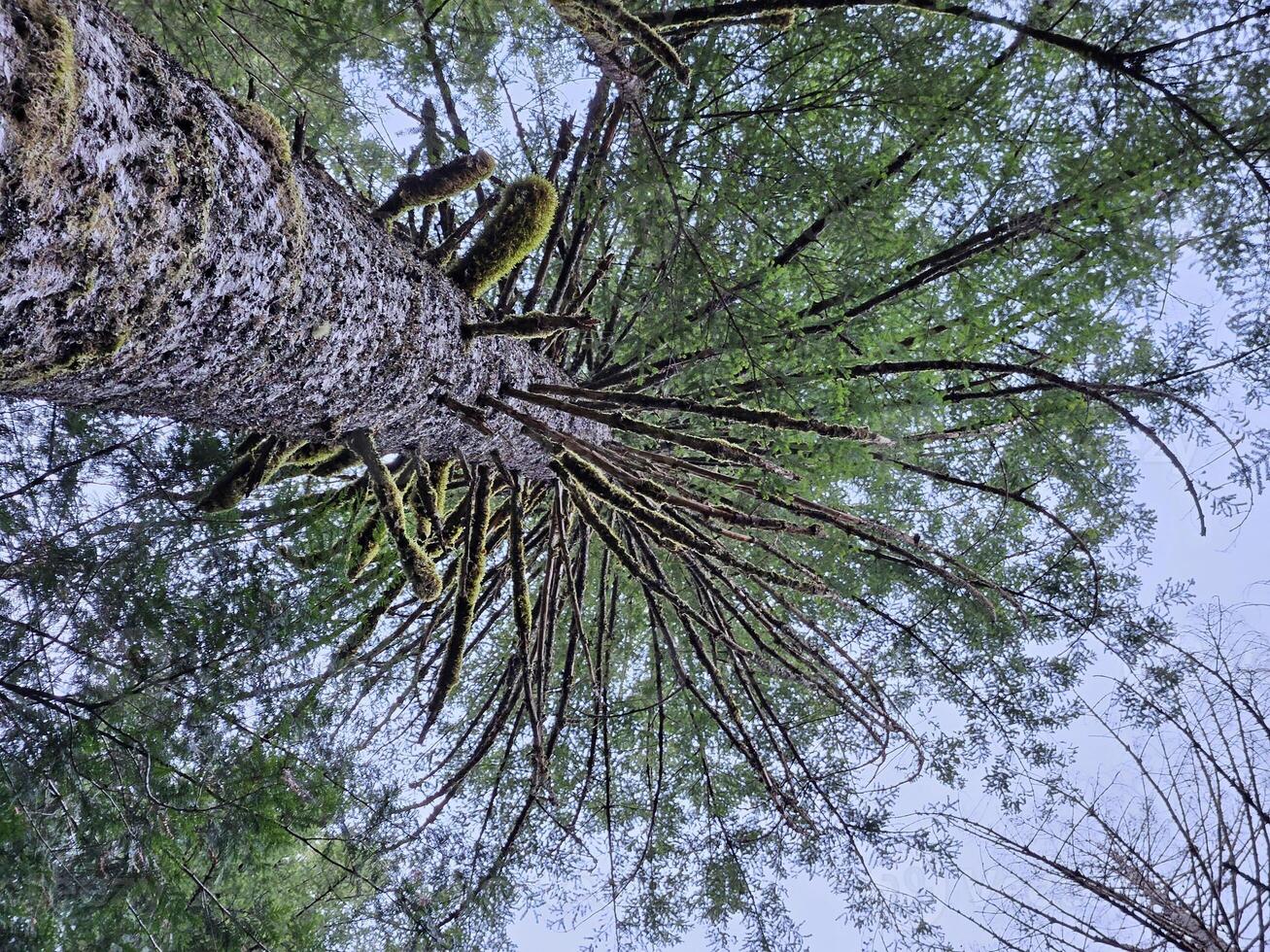 Tall trees covered with Moss in the evergreen forests of Washington state photo