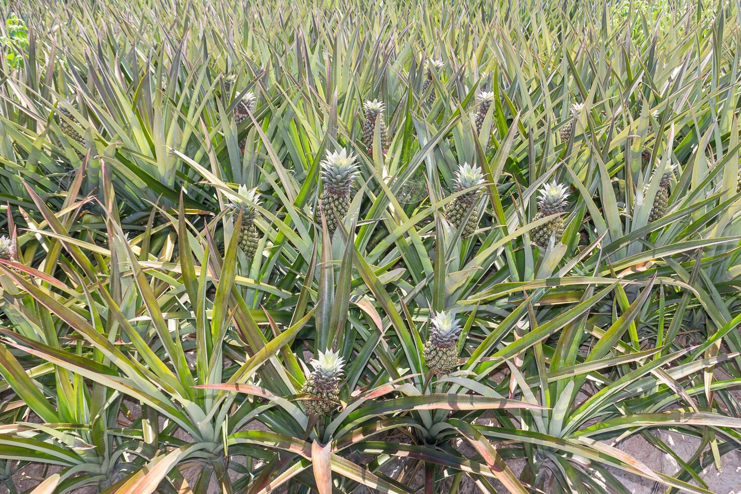 Baby pineapple plantation photo