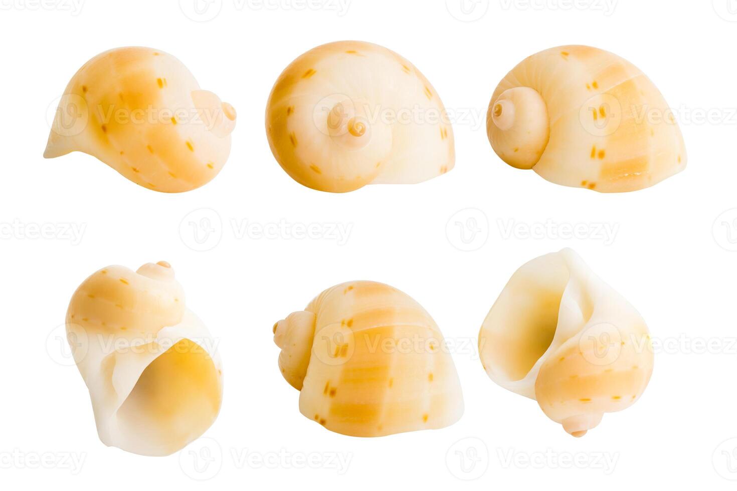 Close-up Marine sea shell isolated photo