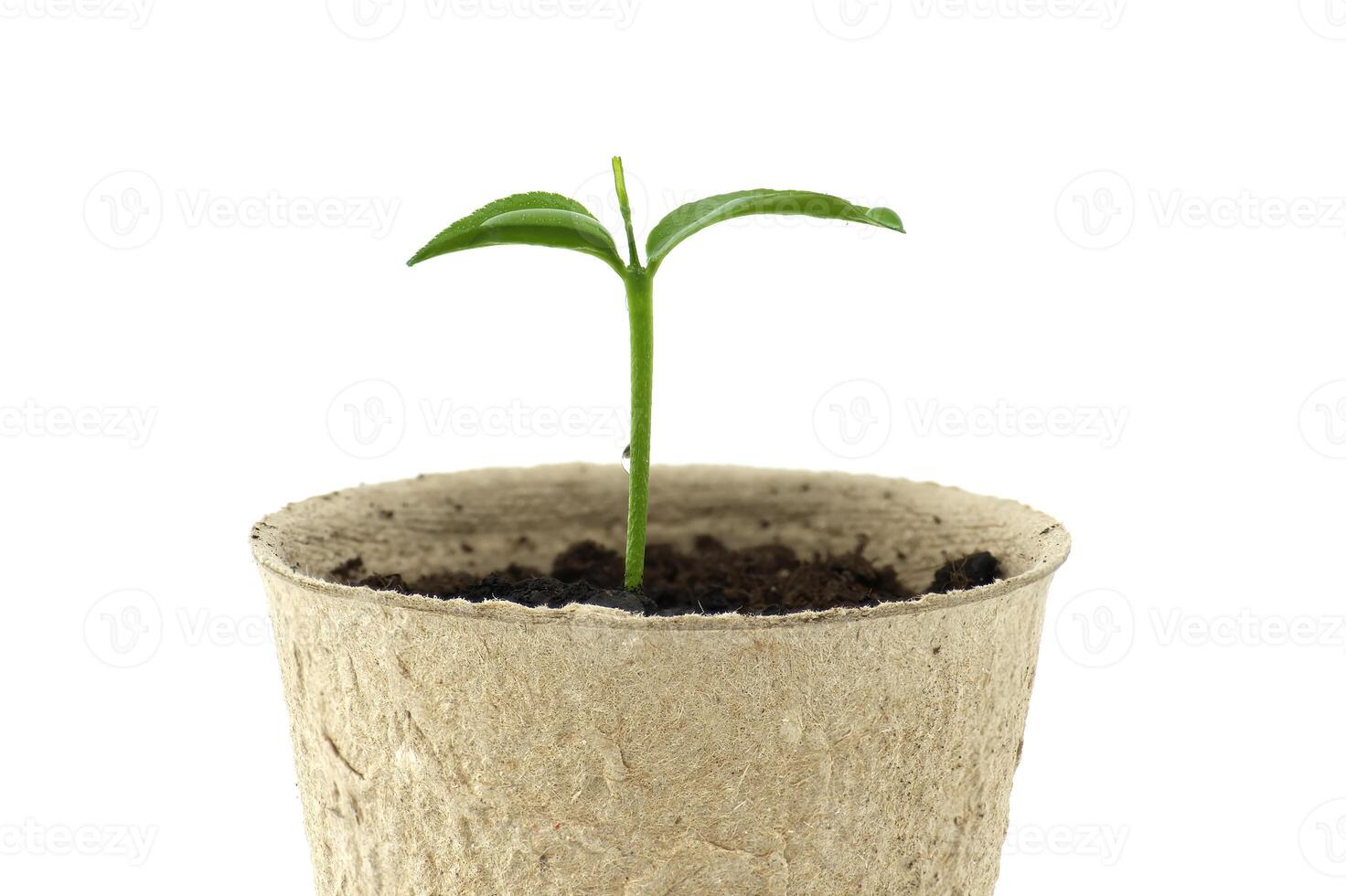 Green seedling sprouting from biodegradable pot photo