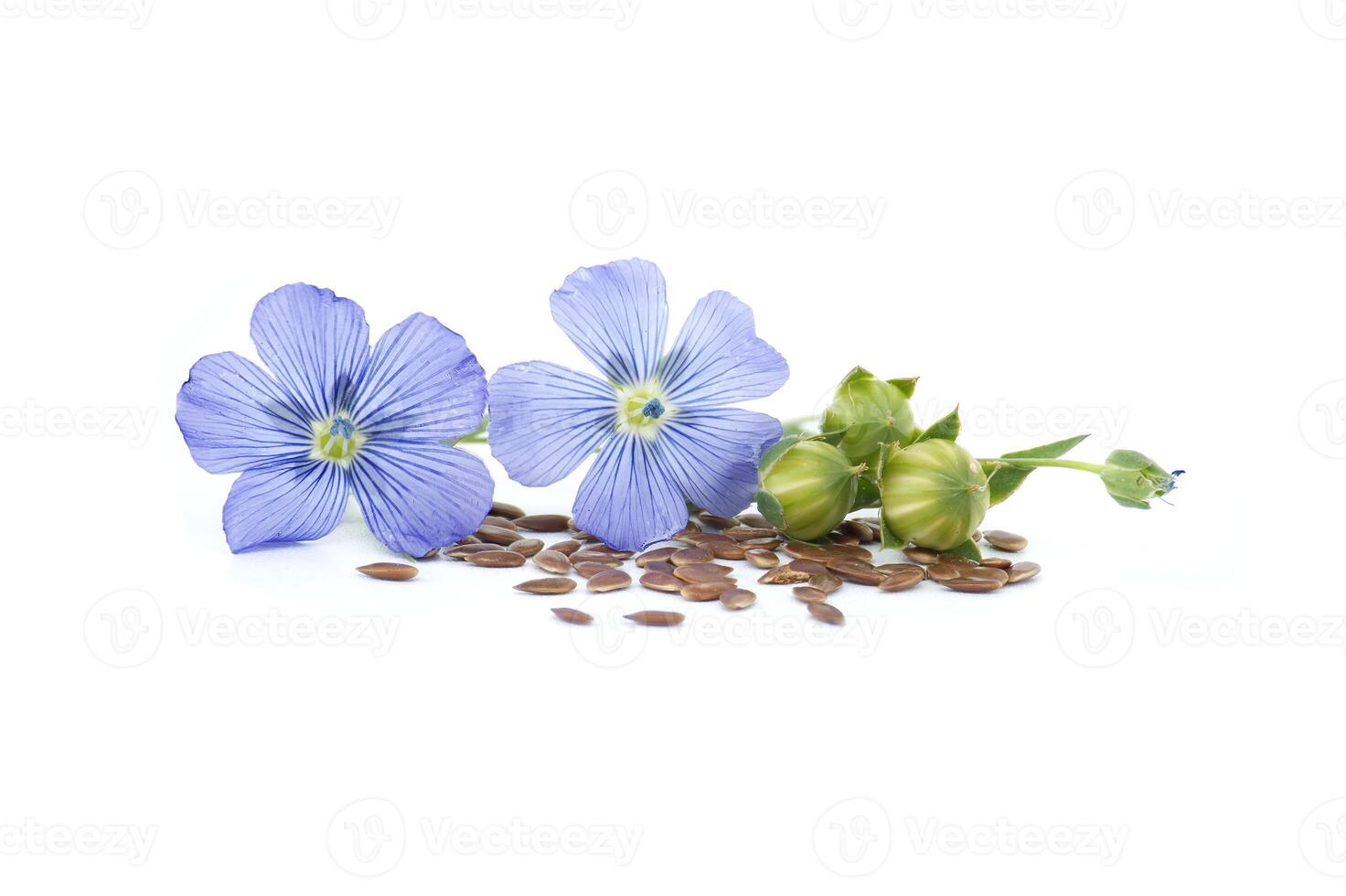 Blue flax blossom and seeds over white background photo