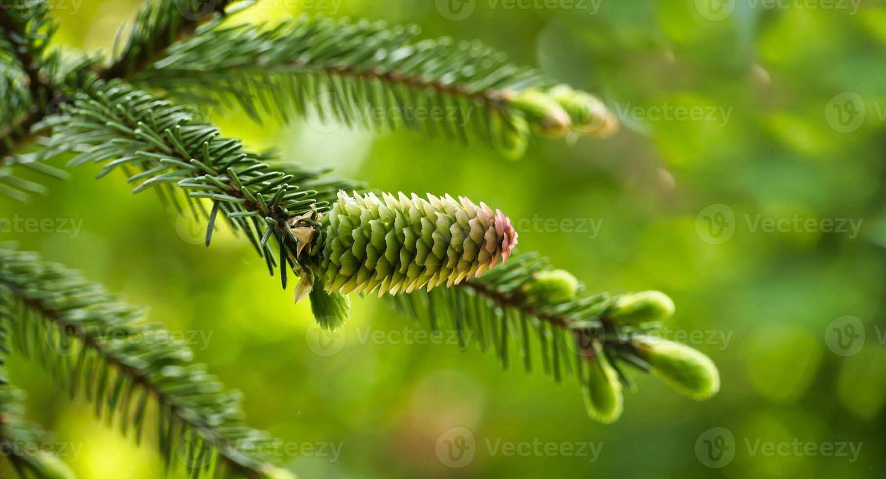 Close up of a green fir cone in blurred background photo