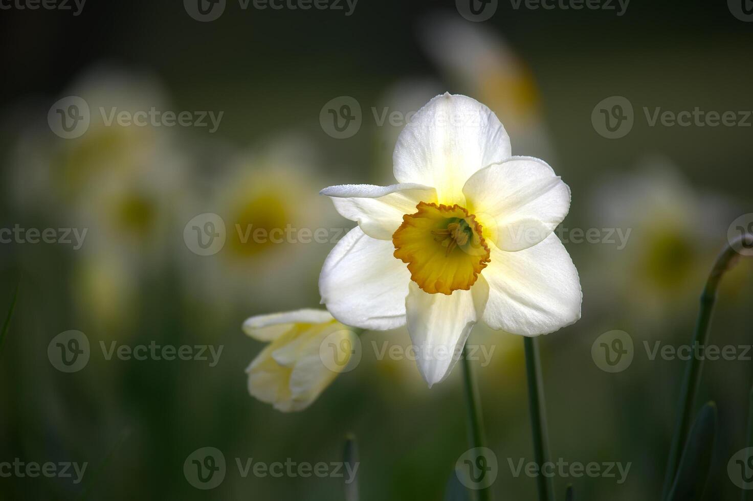 White daffodils also known as narcissus in full bloom photo