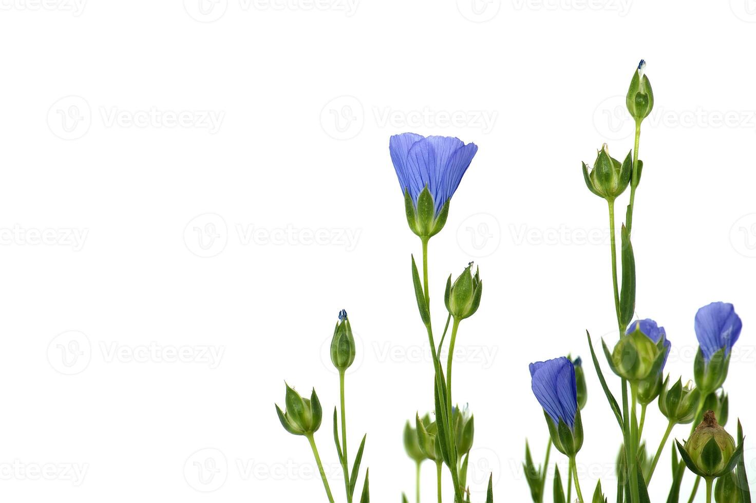 Vibrant blue common flax flower in close up photo