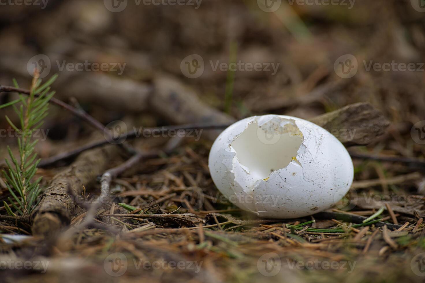 Damage eggshell among pine needles and bits of branches photo