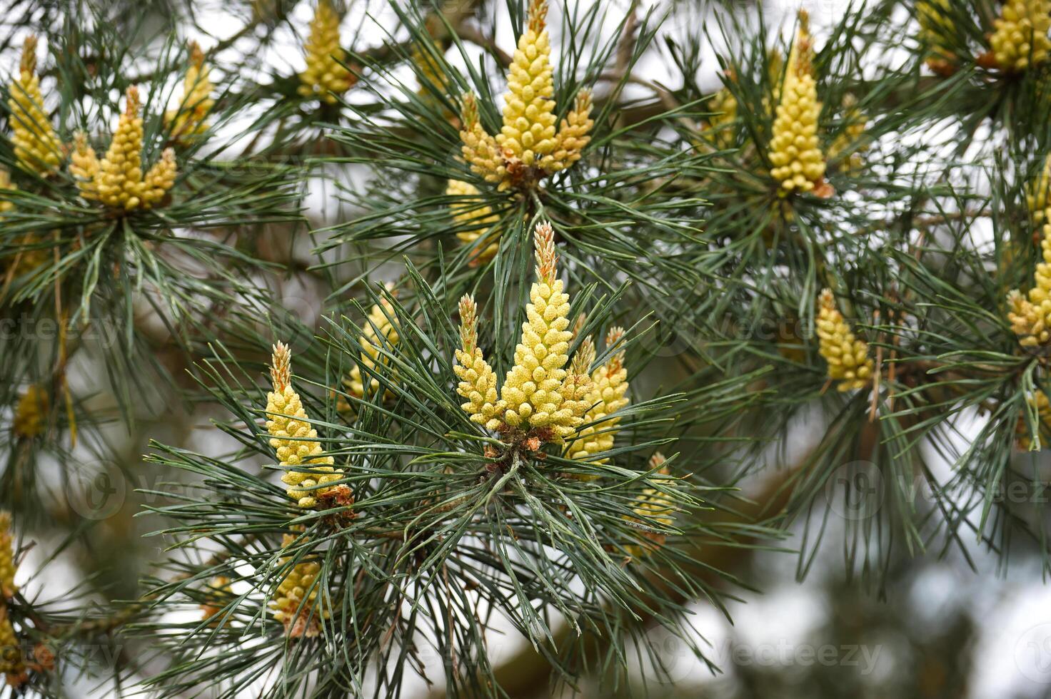 Natural essence of the pine tree during springtime bloom photo