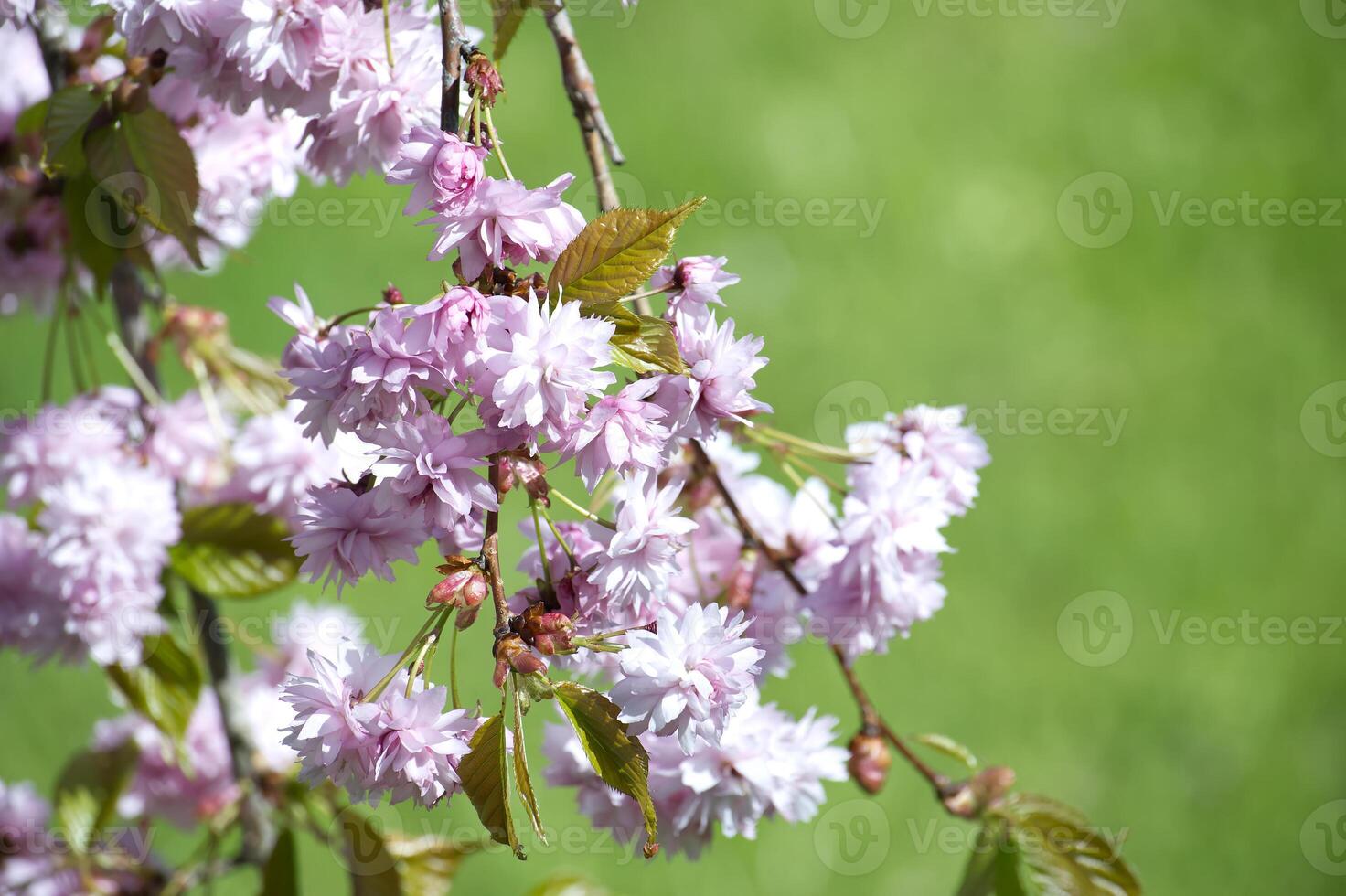 Branch of pink Sakura blossom against a vivid green background photo
