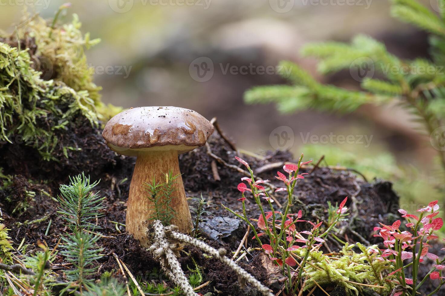 Boletus pinophilus mushroom growing in moss photo