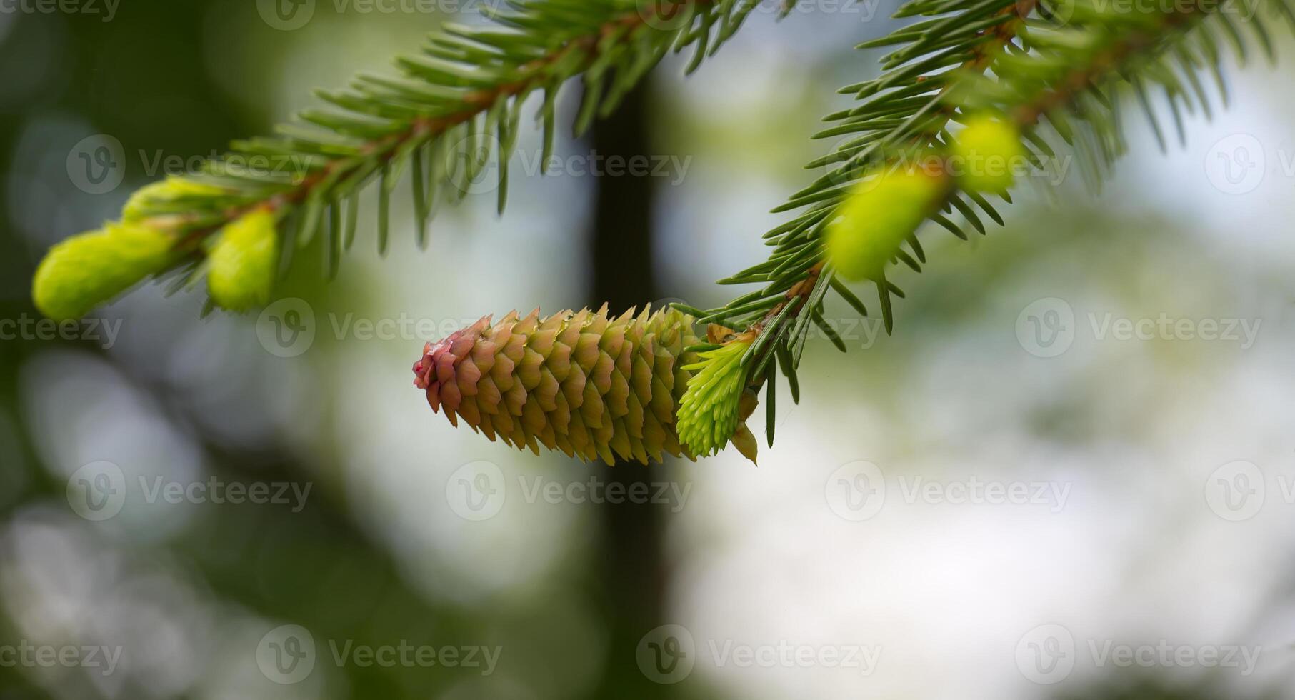 Young fir cone on fir tree branch over blurred background photo