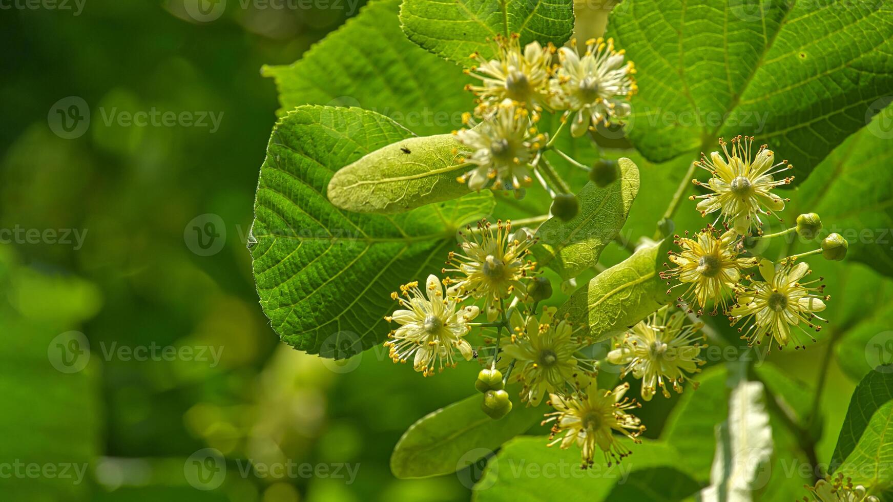 Linden tree branch adorned with small yellow flowers photo