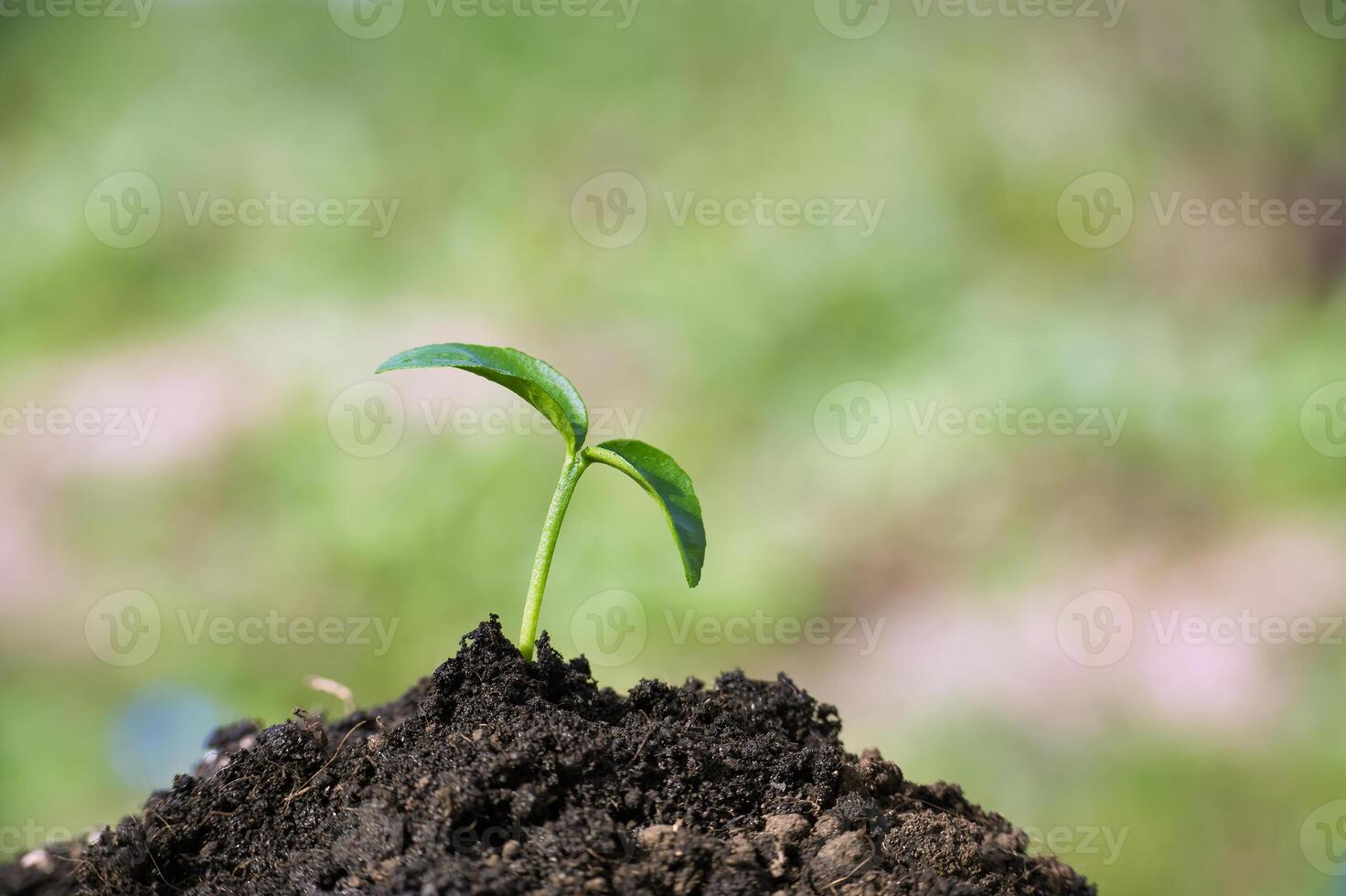 Seedling emerges from the earth and positioned from low angle photo