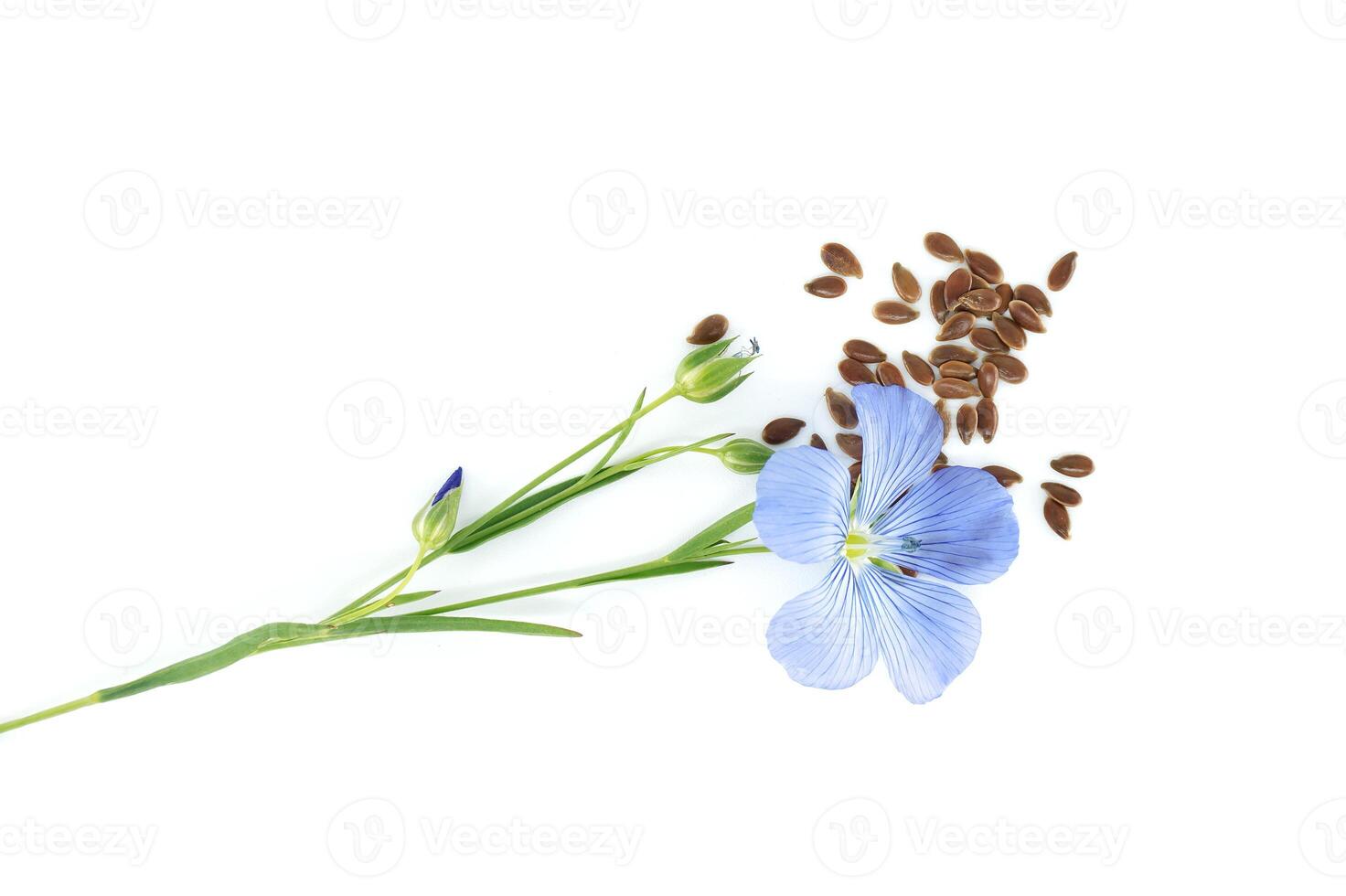 Common flax flowers, stalks and seeds isolated on white photo