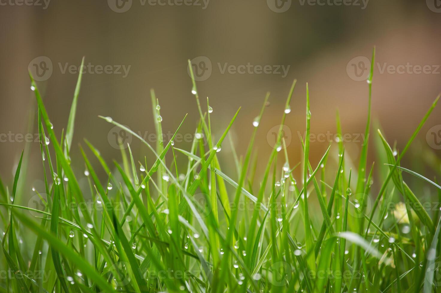 Lushness of the grass and delicate detail of the dewdrops photo
