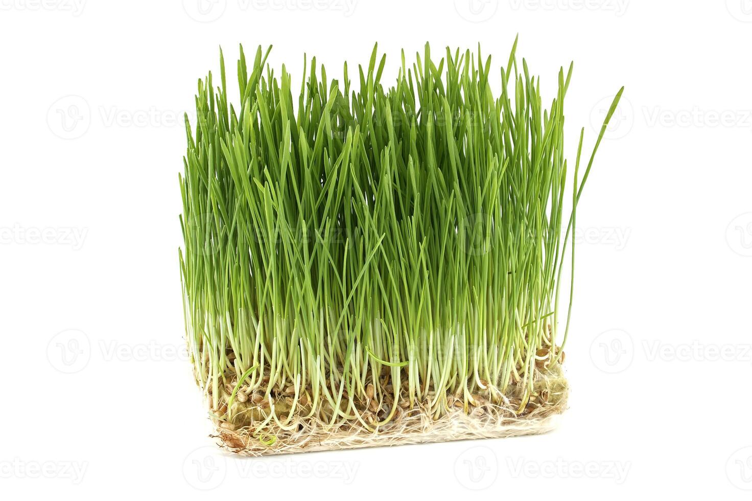 Fresh green wheatgrass with visible roots photo