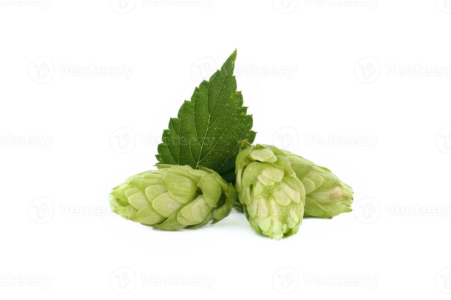 Hops seed cones or strobiles isolated on white photo