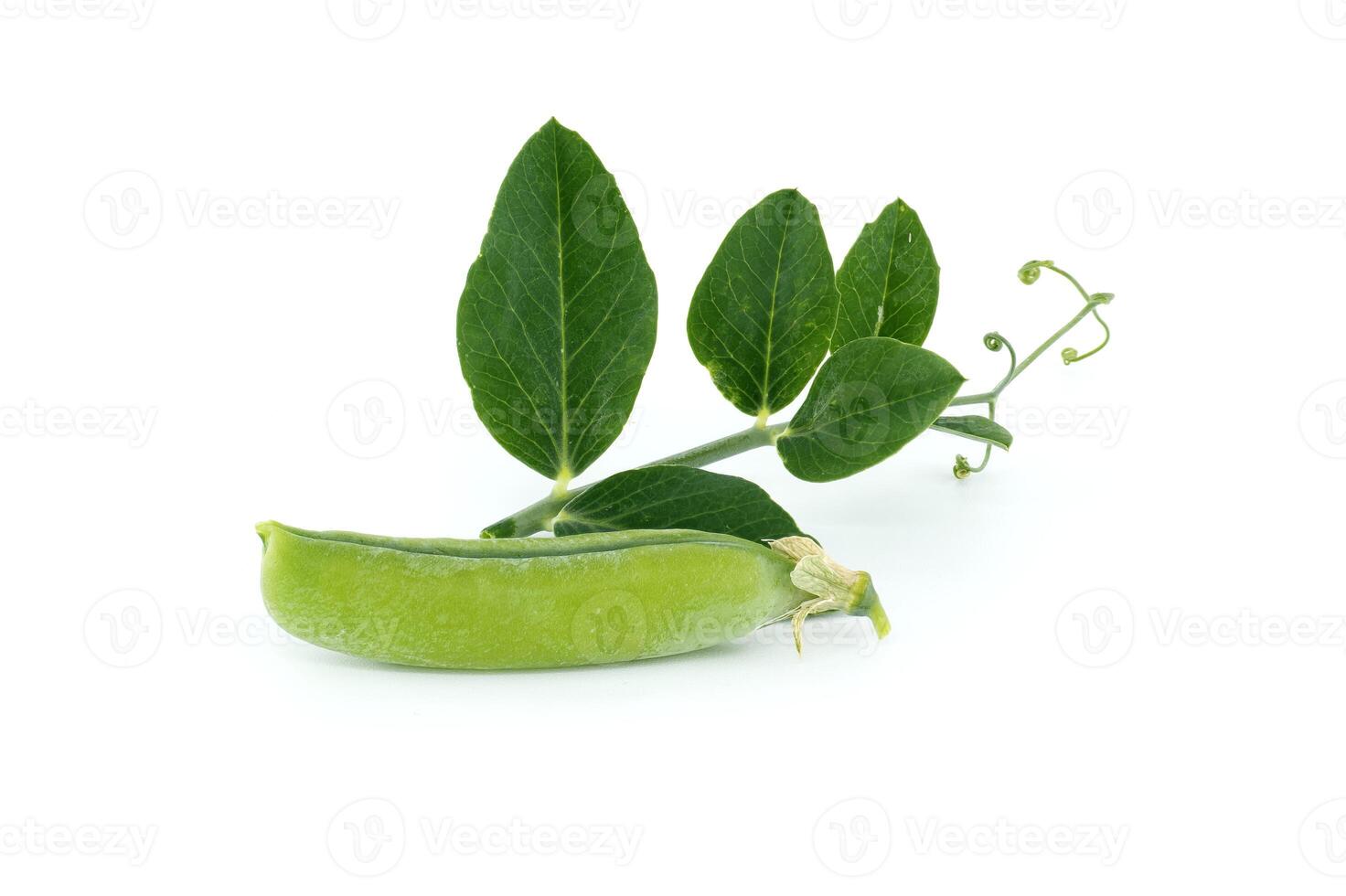 Pea pod with green leaves isolated over white photo