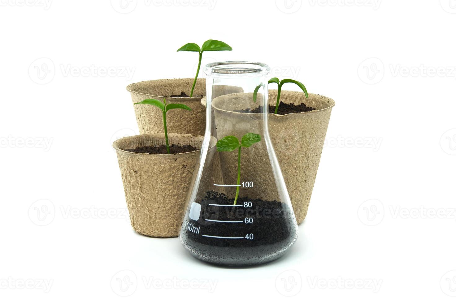 Sprouting from pot and conical glass flask with green plant photo