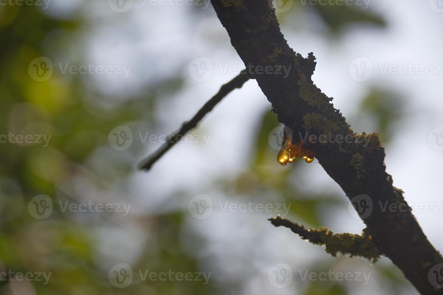 Branch with a drop of golden resin in close up photo