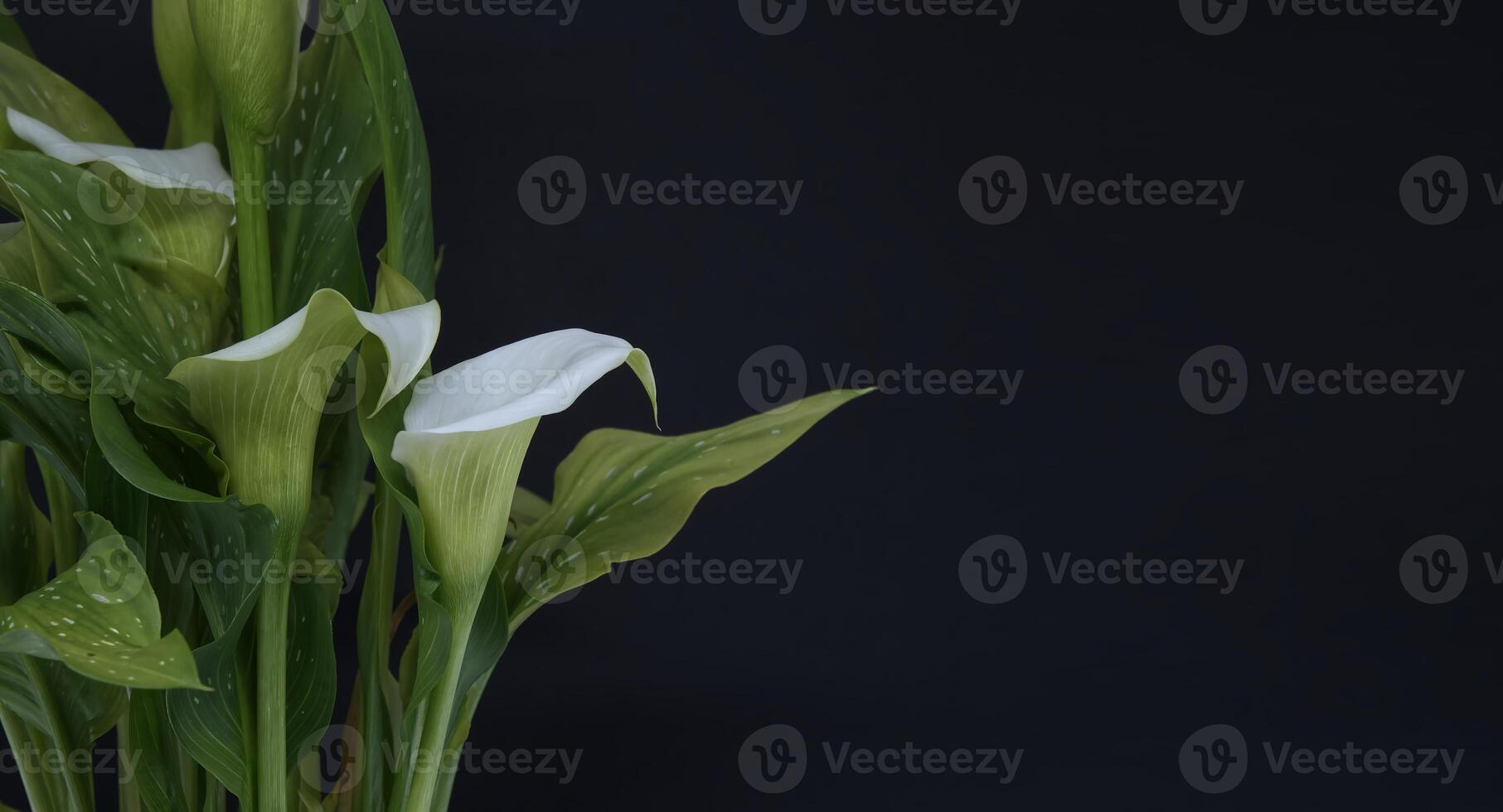 White calla lilies flowers on black background photo