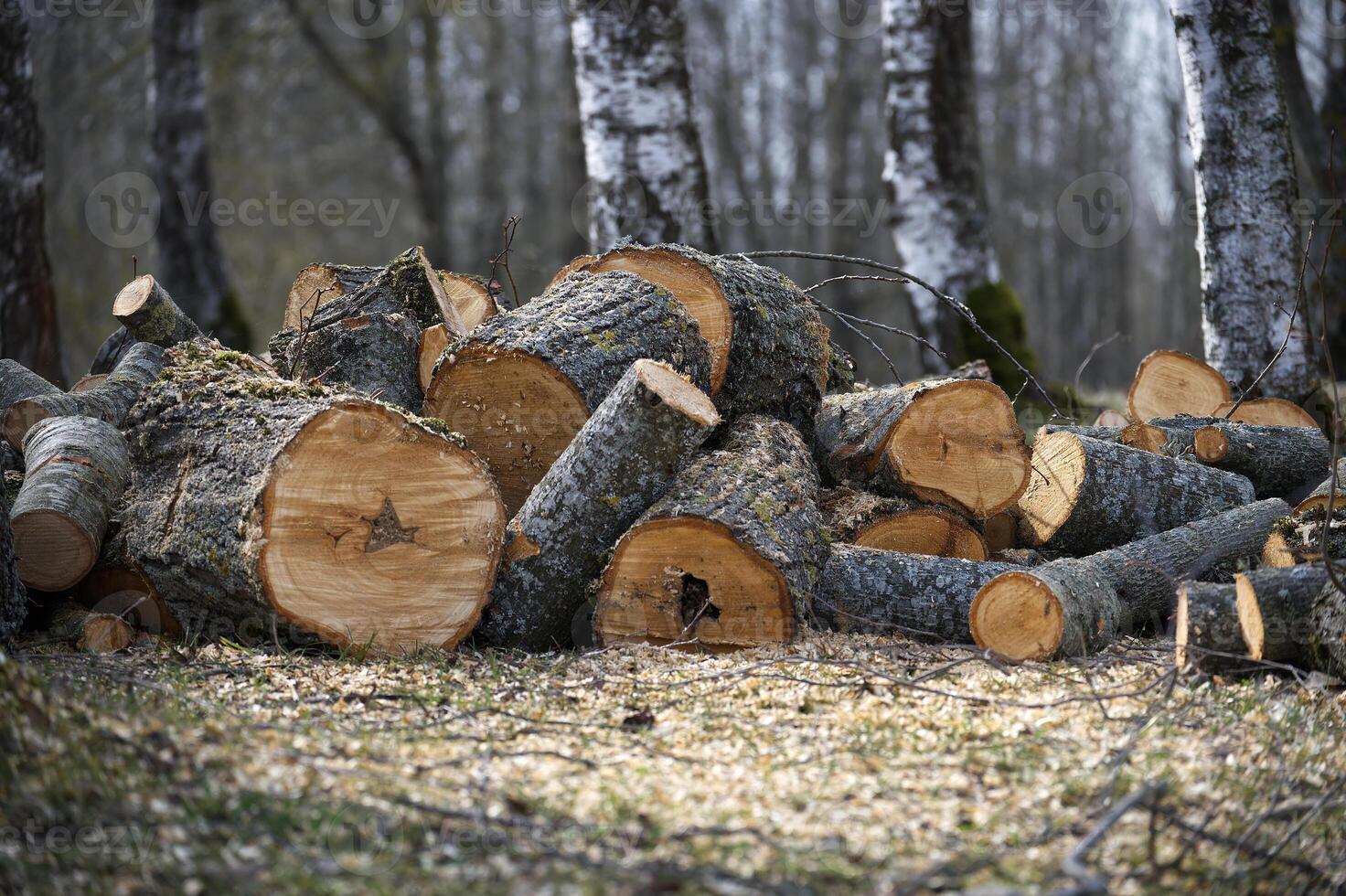 Freshly cut logs of different sizes piled up in forest photo