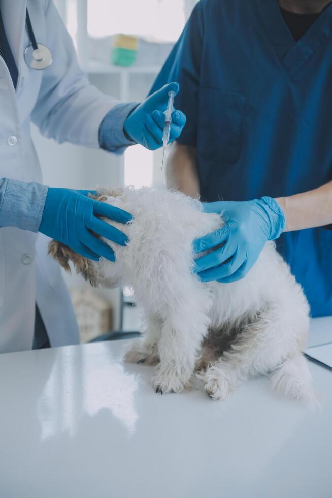 Vet examining dog and cat. Puppy and kitten at veterinarian doctor. Animal clinic. Pet check up and vaccination. Health care. photo