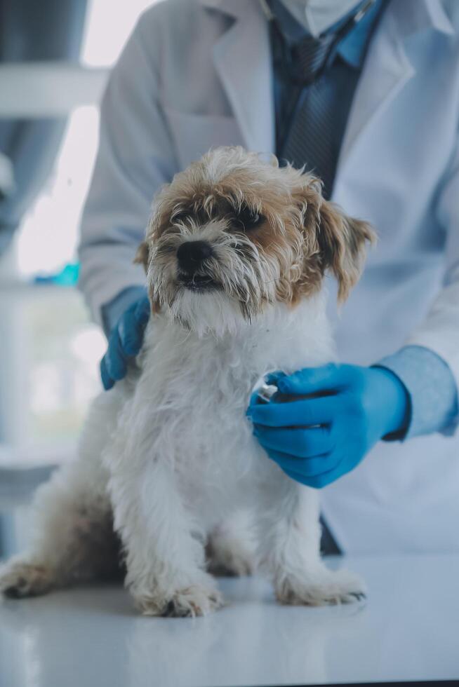 Vet examining dog and cat. Puppy and kitten at veterinarian doctor. Animal clinic. Pet check up and vaccination. Health care. photo