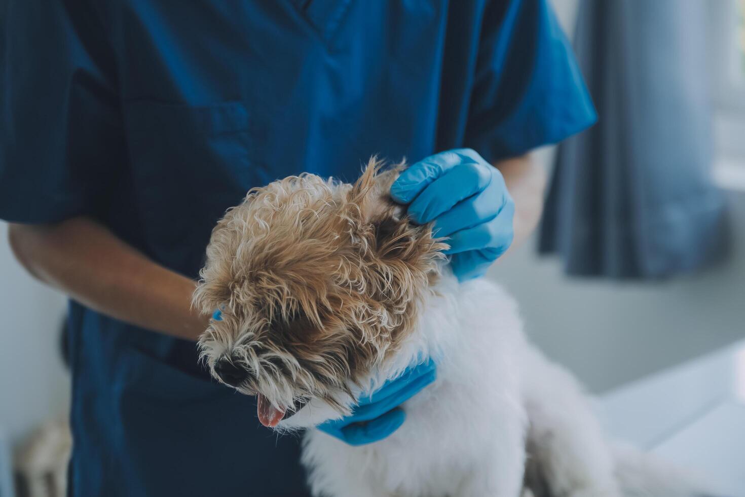 Vet examining dog and cat. Puppy and kitten at veterinarian doctor. Animal clinic. Pet check up and vaccination. Health care. photo